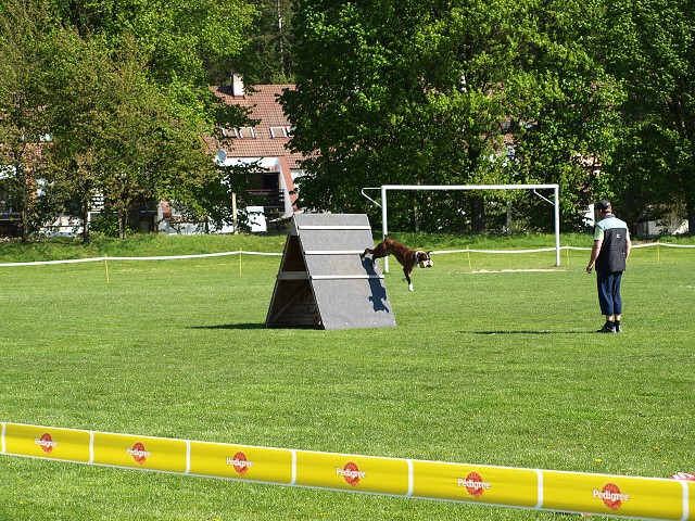 www.atibox.net * www.euroboxer.eu * www.boxergenealogia.eu